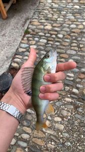 European Perch