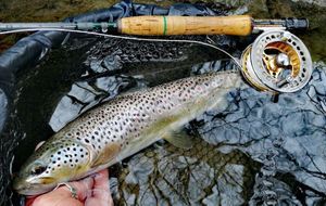 Brown Trout