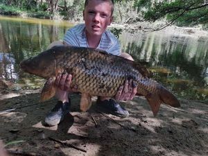 Common Carp