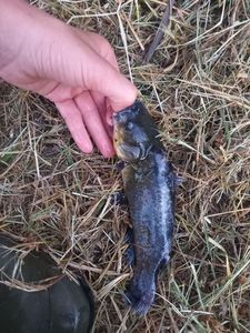 Black Bullhead