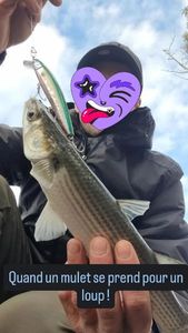 Thicklip Grey Mullet