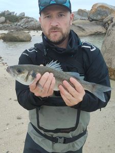 European Bass (Seabass)