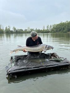 Sturgeon