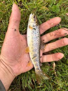 Brown Trout