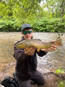 Brown Trout