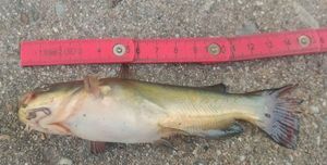 Brown Bullhead