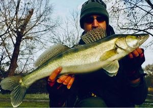 Zander