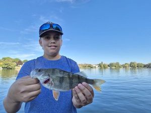 European Perch