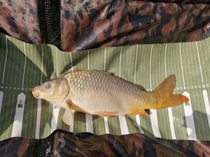 Common Carp