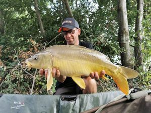 Mirror Carp