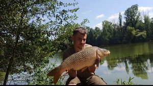Common Carp