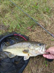 Largemouth Bass
