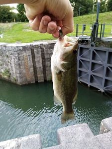 Largemouth Bass