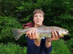 Brown Trout