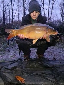 Mirror Carp