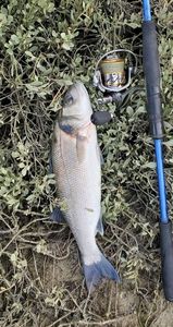 European Bass (Seabass)