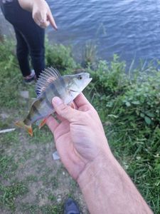 European Perch