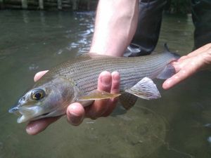 Grayling