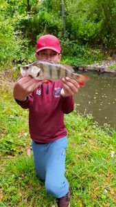 European Perch