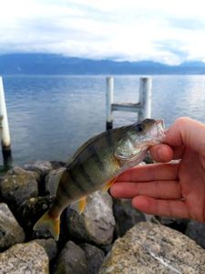 European Perch