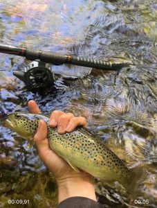 Brown Trout
