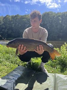 Common Carp