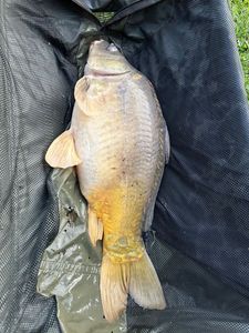 Mirror Carp