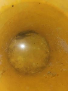 Common Minnow
