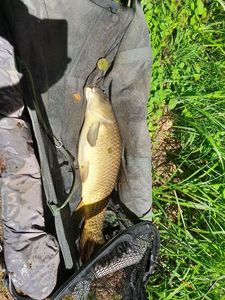 Common Carp