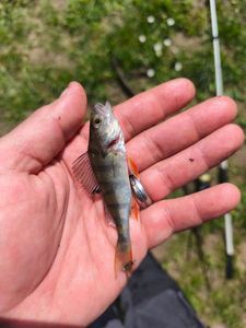 European Perch