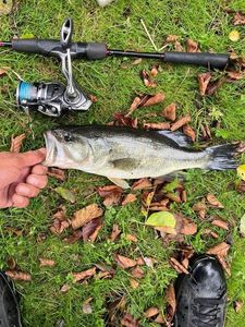 Largemouth Bass