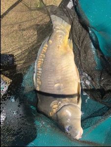 Mirror Carp
