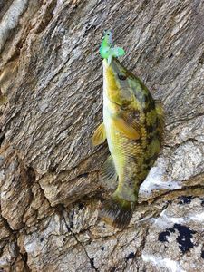 Ballan Wrasse