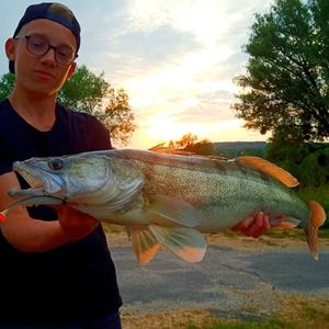 Zander