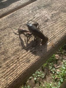 Spinycheek Crayfish