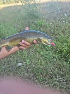Brown Trout