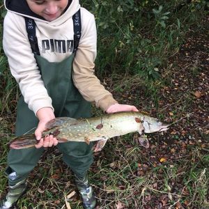 Northern Pike