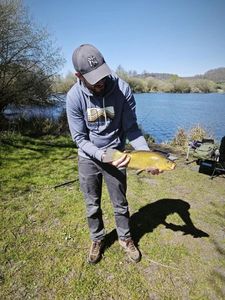 Tench