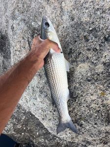 Flathead Grey Mullet