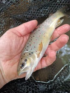 Brown Trout