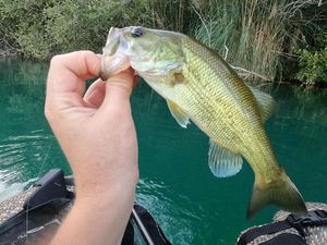 Smallmouth Bass
