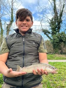 Brown Trout