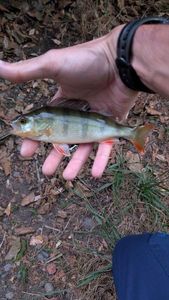European Perch