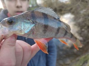European Perch