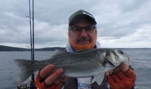 European Bass (Seabass)