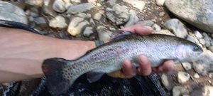 Rainbow Trout