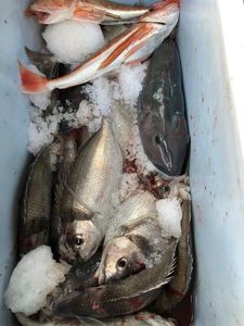 Tarakihi and blue cod