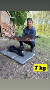 Sturgeon