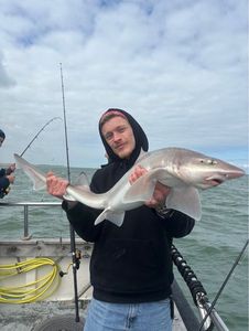 Starry Smooth-Hound