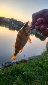 European Perch